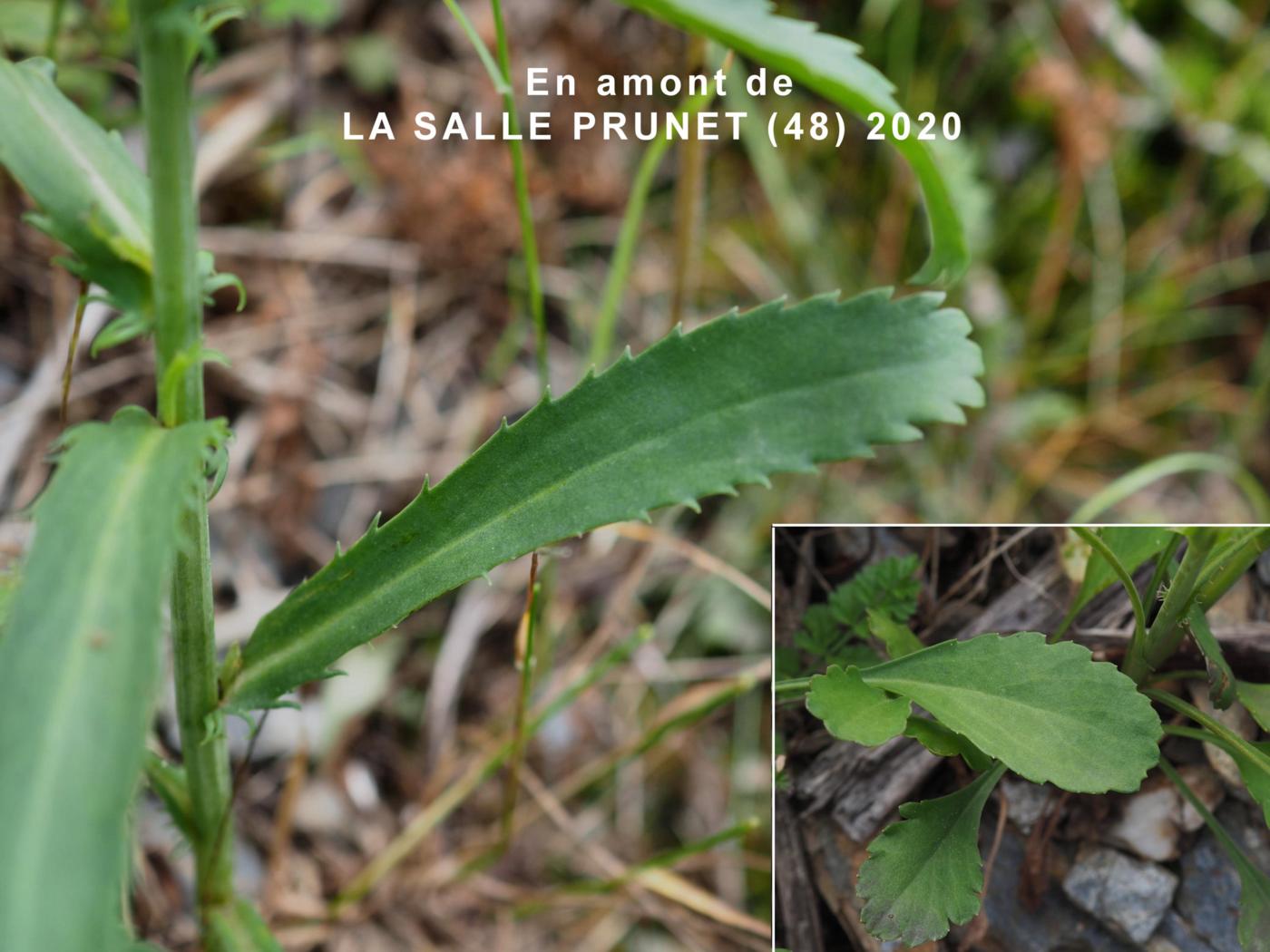 Ox-eye daisy, (bluish) leaf